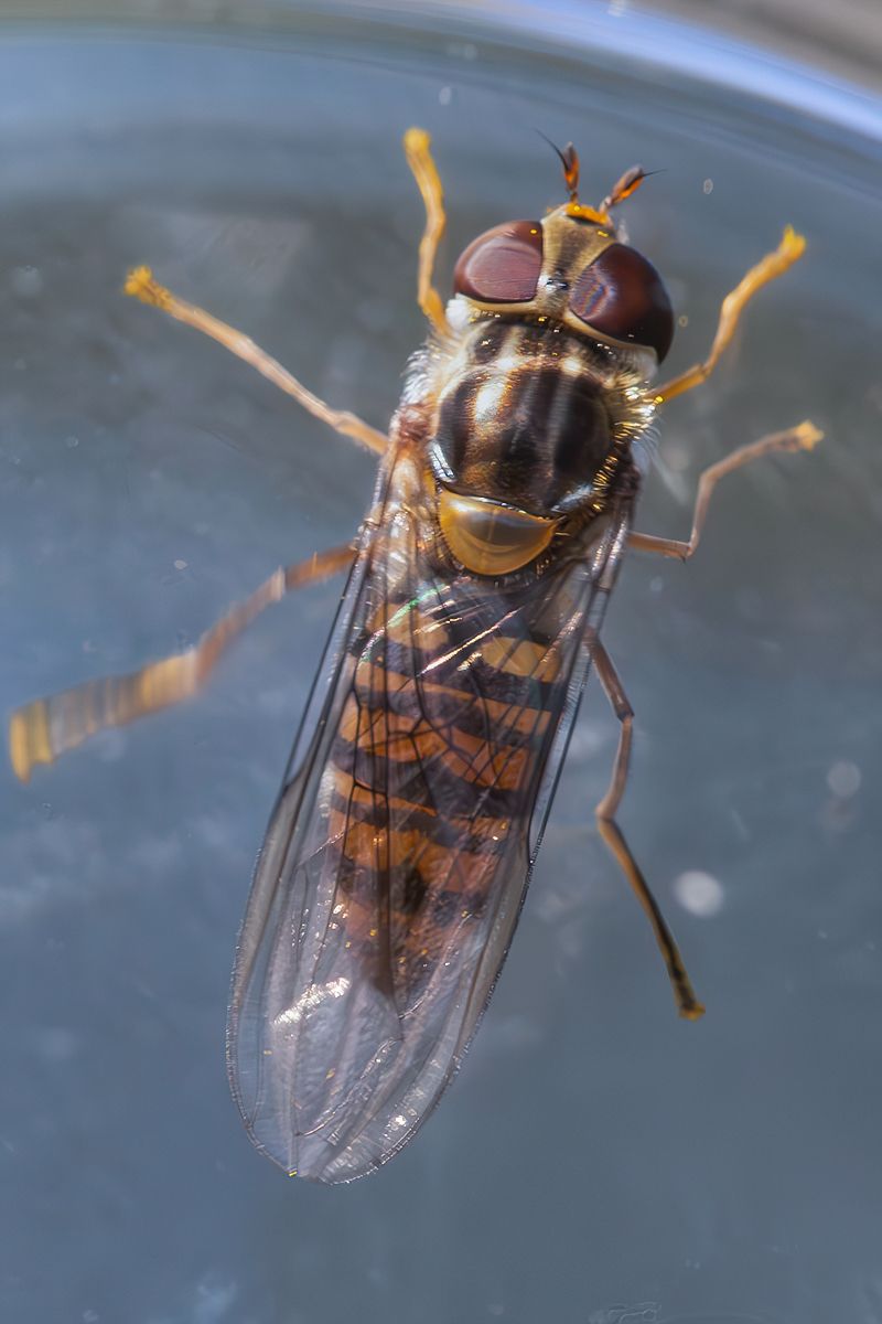 Syrphidae - Episyrphus balteatus